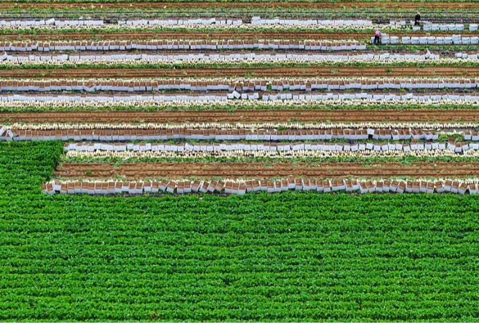 Cosecha de nabos en Gangneung
