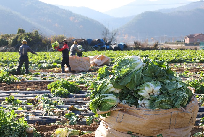 Campo de coles para la temporada de kimchi