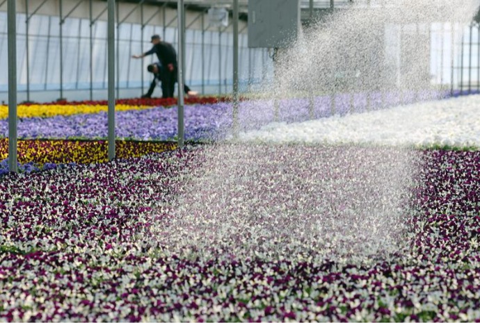 Viveros de flores previo a la primavera