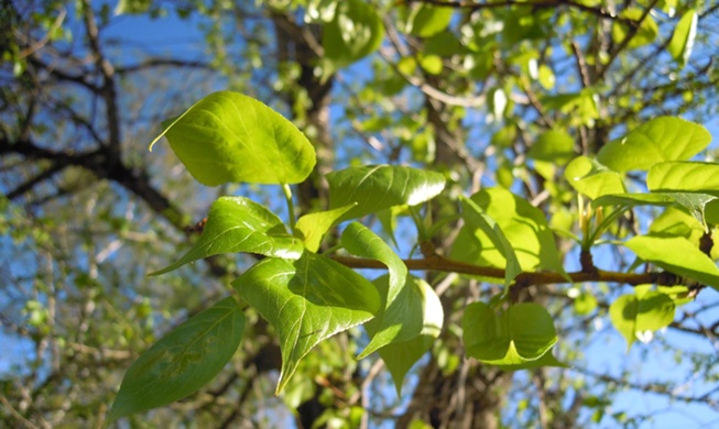 Un equipo coreano desarrolla un material que imita la regulación térmica natural sin energía