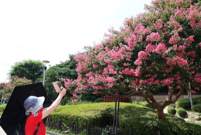 Temporada de flores de crespón