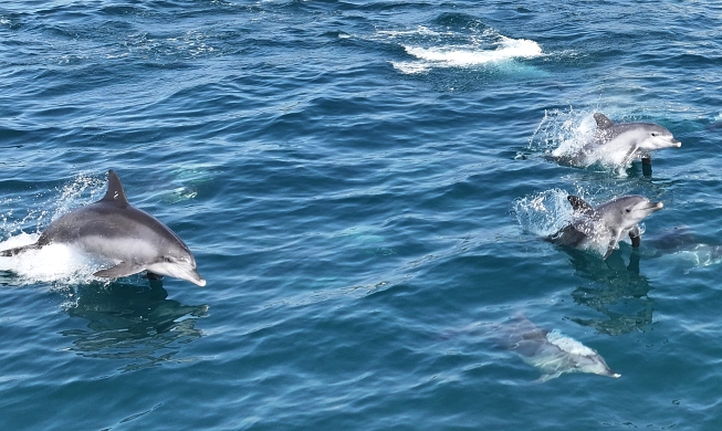 Una manada de delfines nada frente a la isla de Jeju
