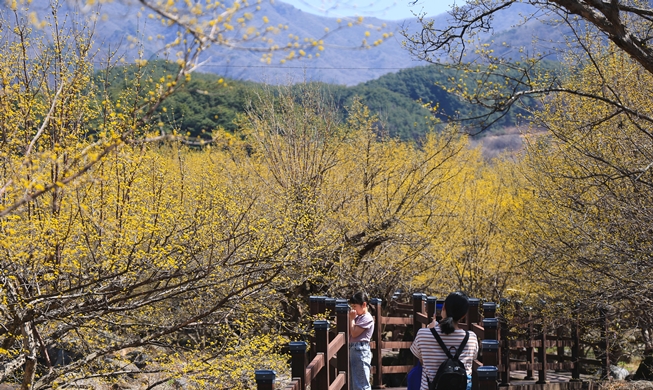 Festival de Flores de Cornejo en Gurye