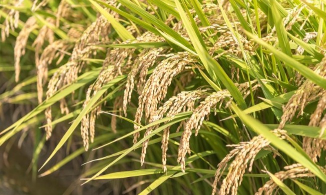 Corea enviará un récord de 150.000 toneladas de arroz a 17 países en 2025