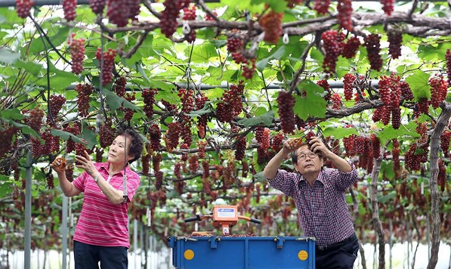 Primera cosecha de uvas 'Delaware'