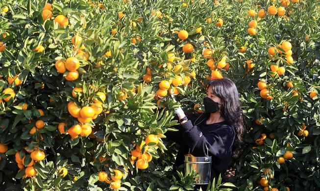 Regresa la temporada de mandarinas en la isla de Jeju