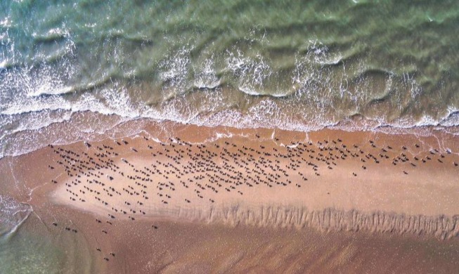 Gaetbol, las llanuras de marea coreanas y su importancia como Patrimonio Natural Mundial