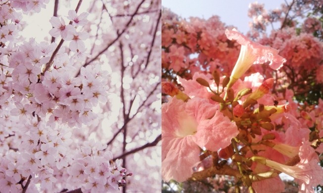 Dos árboles en El Salvador que pueden hacerte recordar la hermosa temporada de primavera de Corea