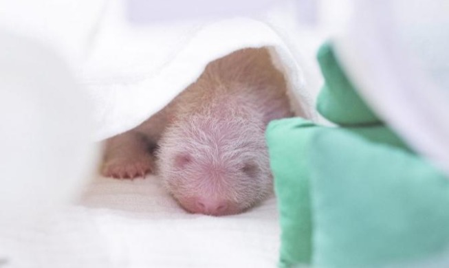 Nace otra bebé panda gigante en Corea