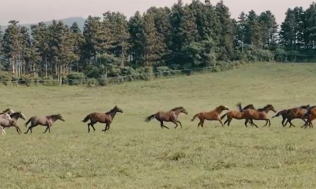 Conozca más sobre los equinos de cara al Año del Caballo 2026