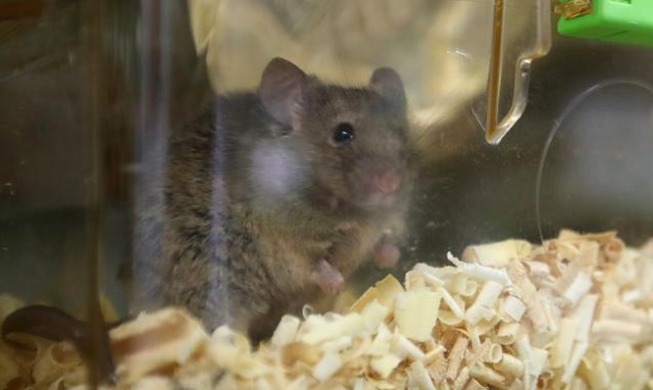 Una guía presenta criterios éticos para reducir el sufrimiento animal en la experimentación