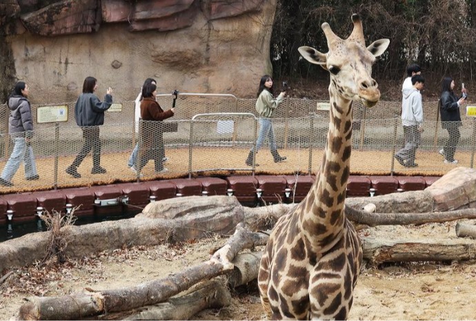 Recorrido por el safari de un zoológico