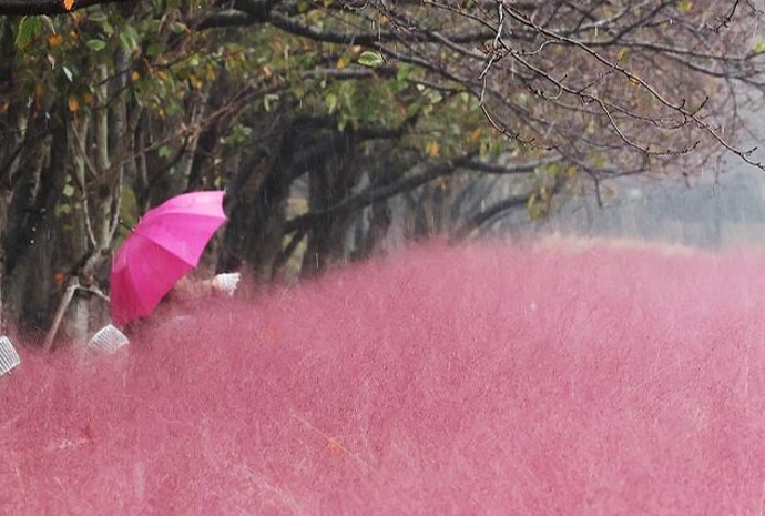 La lluvia otoñal cae sobre la hierba muhly rosa