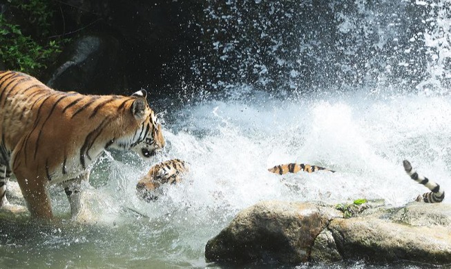 Dos tigres disfrutando del agua fresca