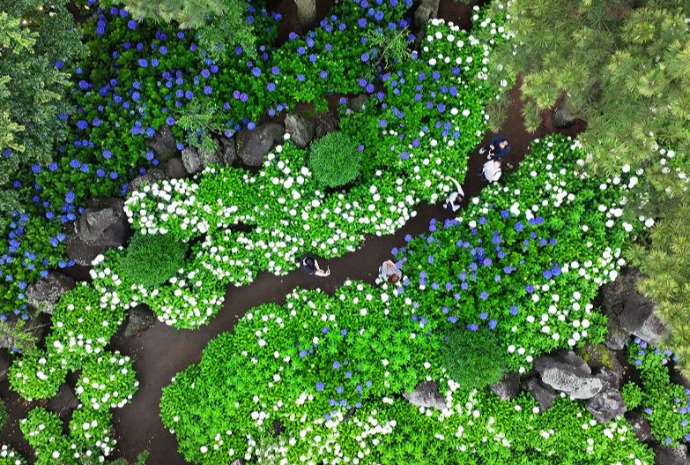 Un jardín lleno de hortensias en Jeju