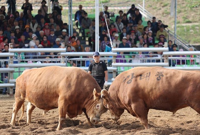 Competencia Nacional de Lucha de Toros Folclórica