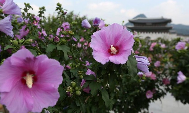 Mugunghwa: la hermosa flor nacional de Corea del Sur :  : The  official website of the Republic of Korea