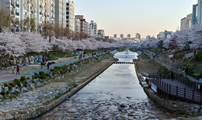 Recuerdos de Seúl caminando entre flores, colores y olores primaverales