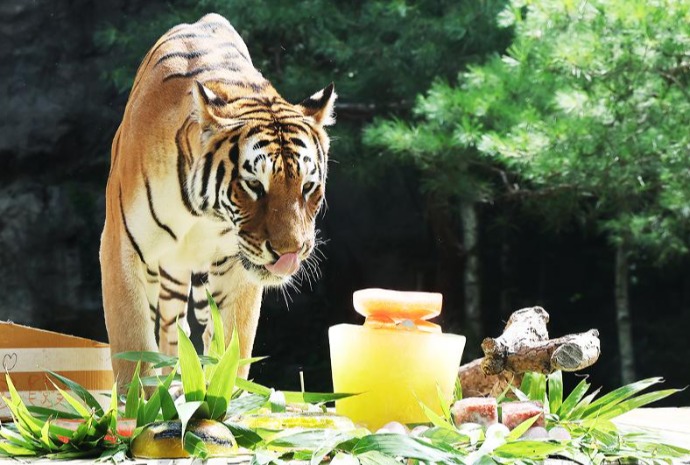 Celebrando el 'Día Internacional del Tigre'