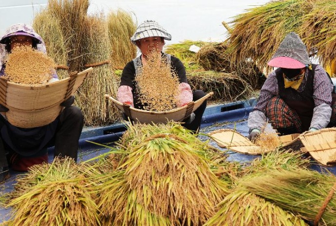 Aventando arroz recién cosechado