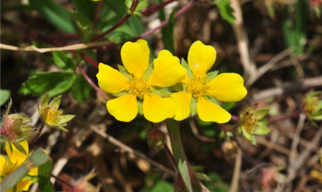 El número de especies biológicas en Corea supera las 60.000