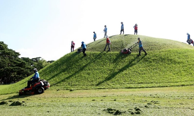 Cortando el césped en las tumbas reales de la dinastía Silla en Gyeongju