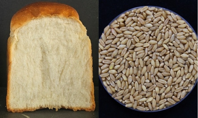 Corea desarrolla un nuevo trigo de ciclo rápido que permite cuatro cosechas al año