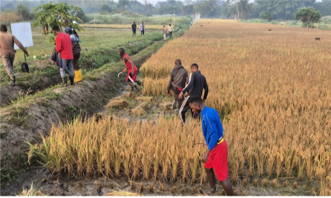 El programa 'K-Rice Belt' alcanza las 12.000 toneladas de semillas producidas en África