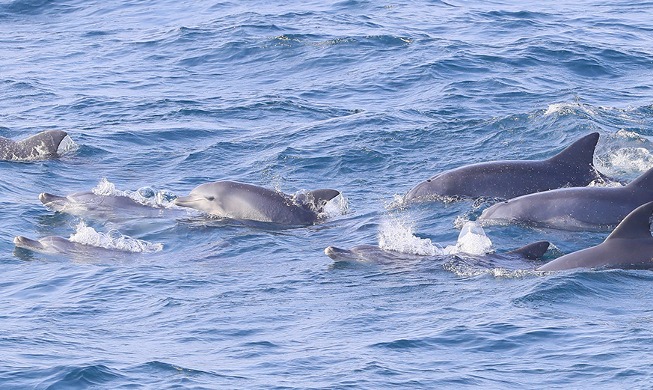 Una manada de delfines nadando frente a la isla de Jeju