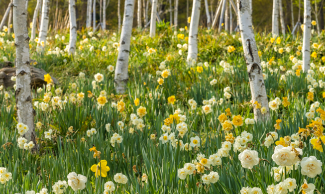 Festival de Flores de Narciso