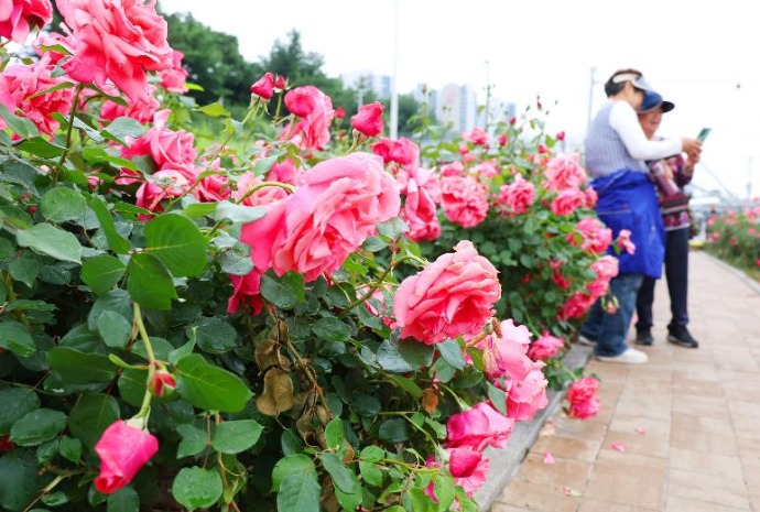 Festival de Rosas