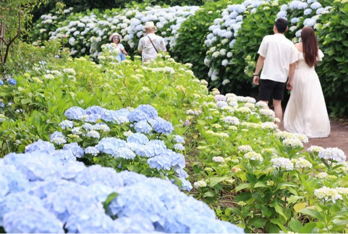 Temporada de hortensias