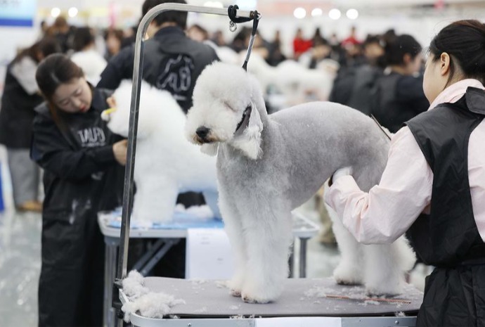 Concurso de peluquería canina