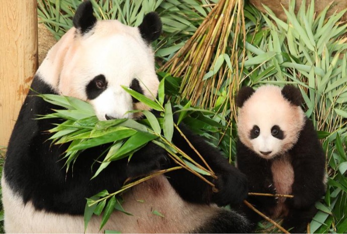 Shu Bao disfruta de los mimos de mamá