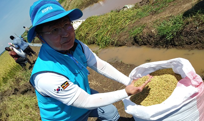 Corea cosecha las primeras semillas de arroz de calidad certificadas y de alto rendimiento en África