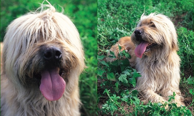 [Elías y las estampillas de Corea] Perros fieles de Corea: Jindo, Sapsaree y Donggyeongi