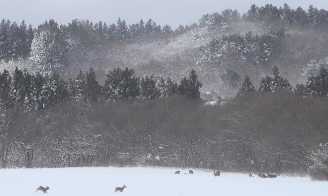 Corzos deambulan por un rancho cubierto de nieve en la isla de Jeju