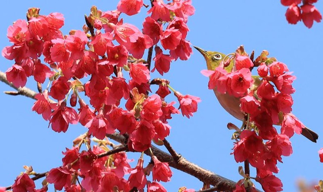 Un pájaro ojiblanco disfruta el néctar de flores que vaticinan la primavera