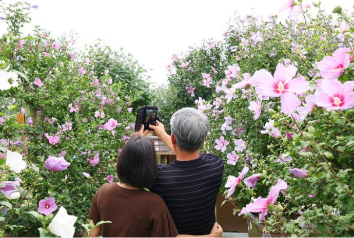 Festival por la flor nacional 'mugunghwa'