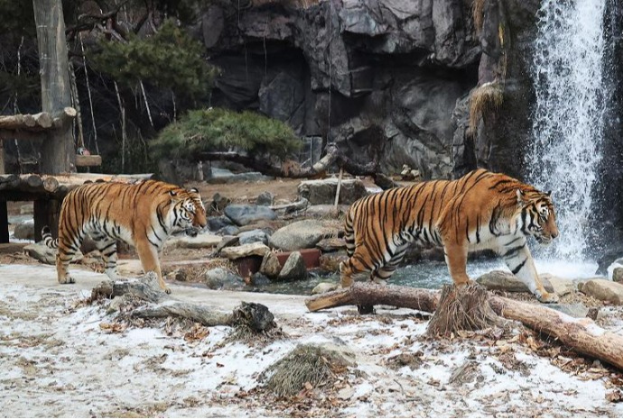 Tigres en la nieve