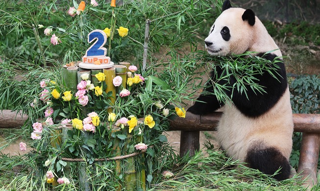 Bebé panda nacida en Corea celebra su 2º cumpleaños