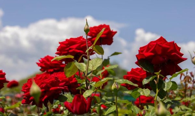 Festival de Rosas de Samcheok 