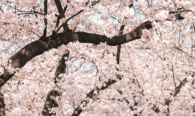 Festival de flores de primavera en Seúl