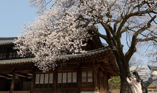 Flores de albaricoque en el palacio Deoksugung