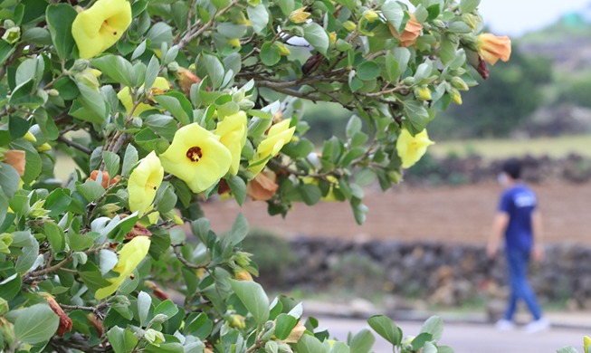[Foto del día] Florece la hwanggeun en la isla de Jeju, especie en peligro de extinción