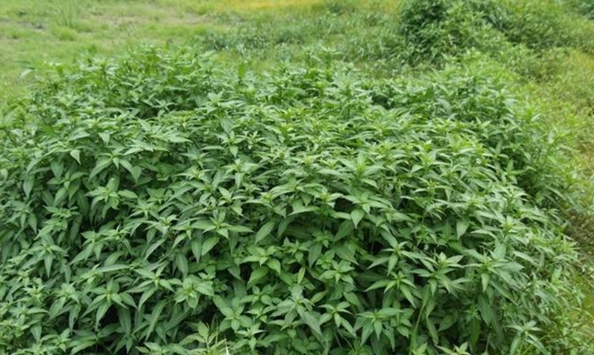 Un estudio coreano demuestra que una planta de agua dulce inhibe la proliferación de células de cáncer colorrectal