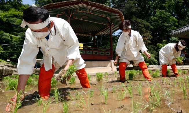 [Foto del día] Siembra de arroz para desear una cosecha abundante