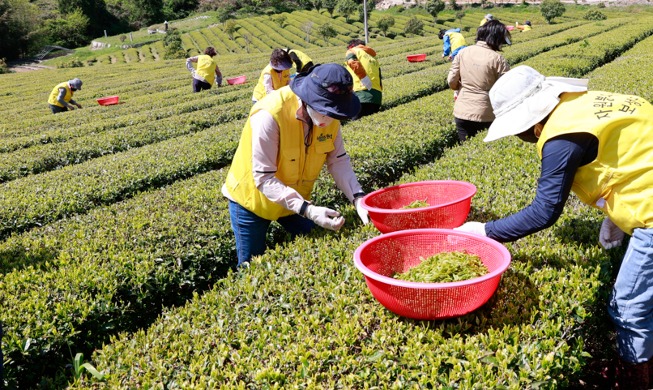 [Foto del día] Recolectando hojas de té en el condado de Boseong-gun