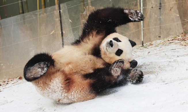 La panda Fu Bao disfrutando en la nieve