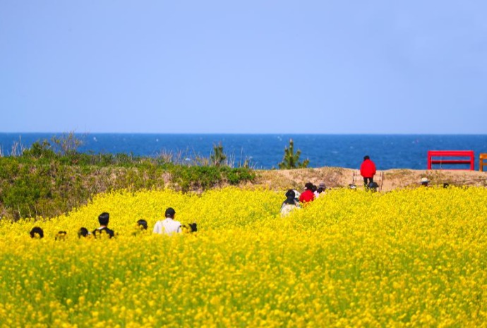 Campo de flores de colza